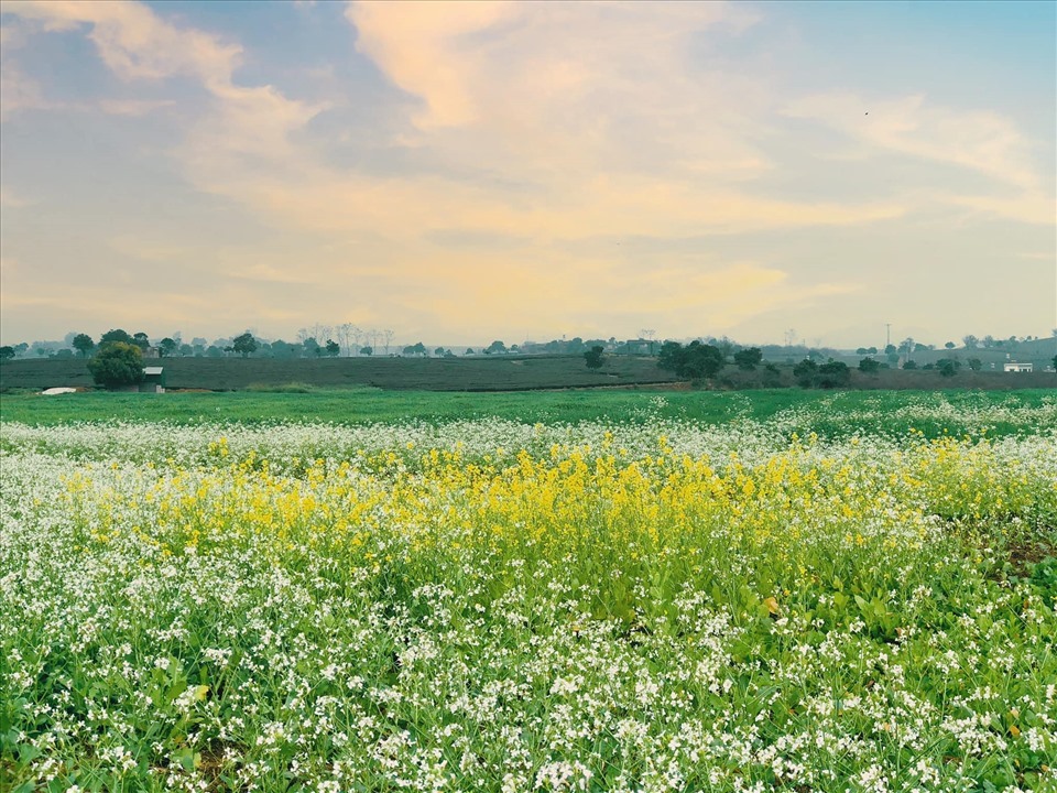 Cánh đồng cải vàng, cải trắng thơ mộng. Ảnh: Nguyễn Thu Phương