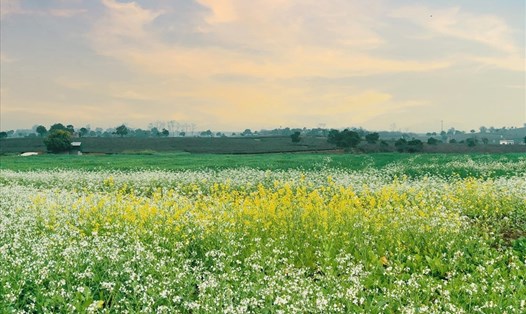 Cánh đồng cải vàng, cải trắng thơ mộng. Ảnh: Nguyễn Thu Phương
