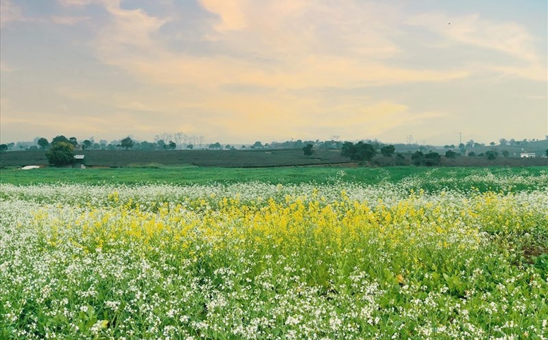 Cánh đồng cải vàng, cải trắng thơ mộng. Ảnh: Nguyễn Thu Phương