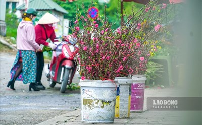 Hai phương án nghỉ Tết Nguyên đán 2023 là 7 ngày và 9 ngày.