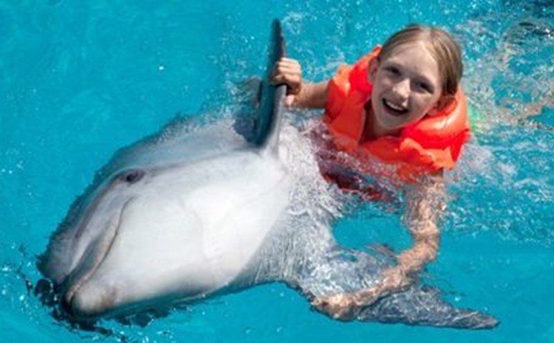 Gặp gỡ và bơi lội cùng những chú cá heo là một trải nghiệm độc đáo mà du khách nên thử một lần trong đời. Ảnh: The Travel