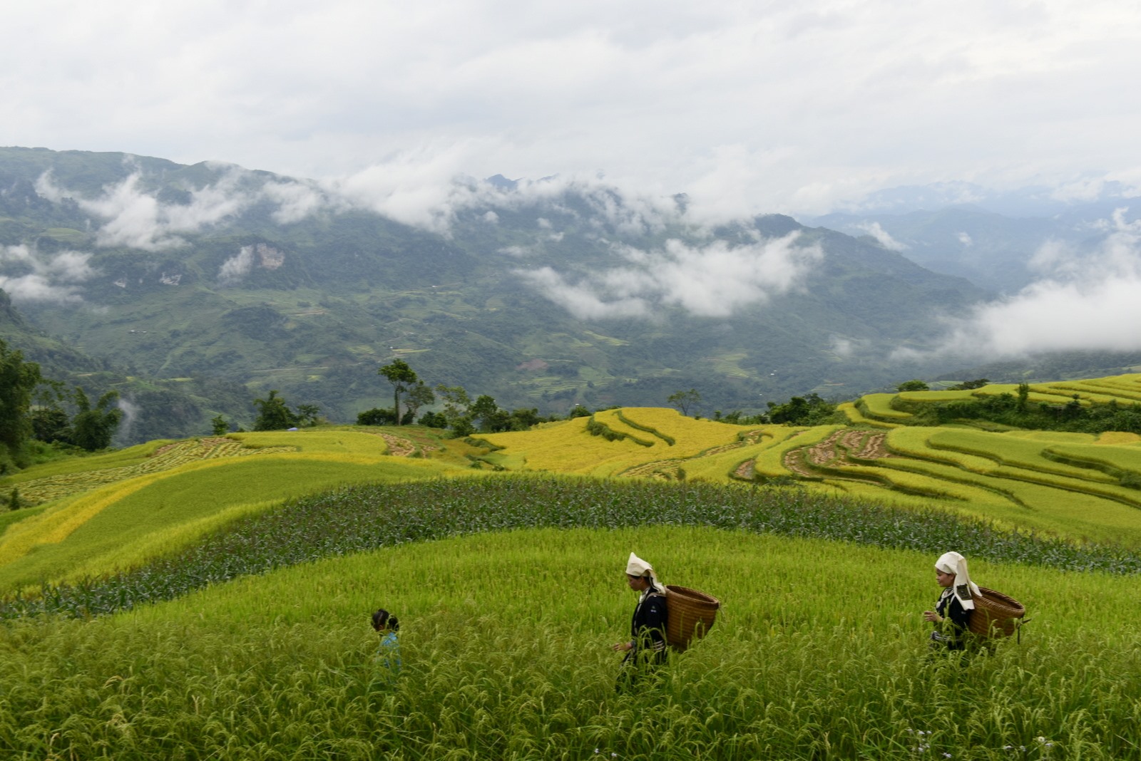 Lễ hội Mùa vàng Hồng Thái hứa hẹn sẽ diễn ra với nhiều hoạt động đặc sắc. Ảnh: ST