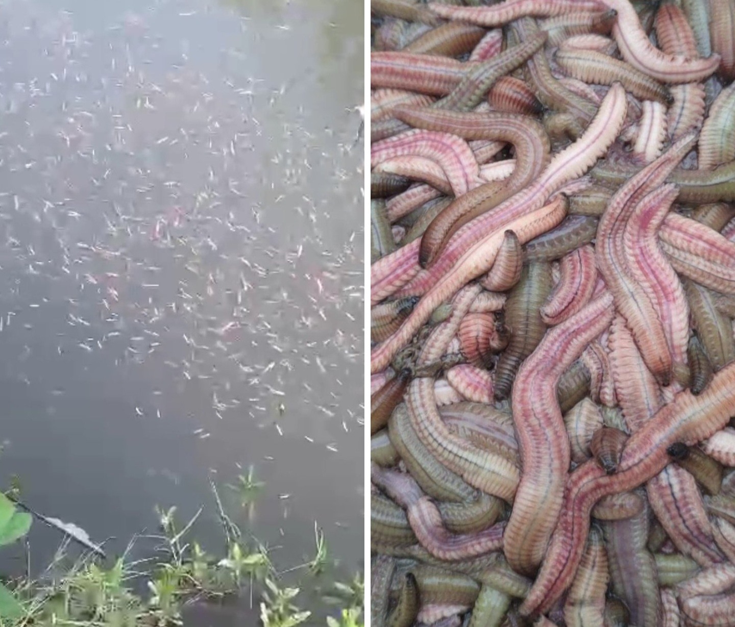 Đến hẹn lại lên, người dân xã Hồng Tiến (huyện Kiến Xương, tỉnh Thái Bình) lại phấn khởi thu vớt rươi tự nhiên. Ảnh: T.D