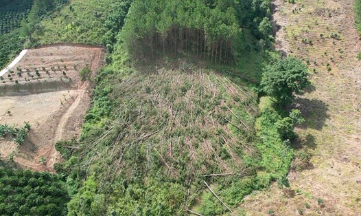 Hiện trường vụ triệt hạ hàng trăm cây thông ba lá 20 năm tuổi ở huyện Lâm Hà. Ảnh: V.L