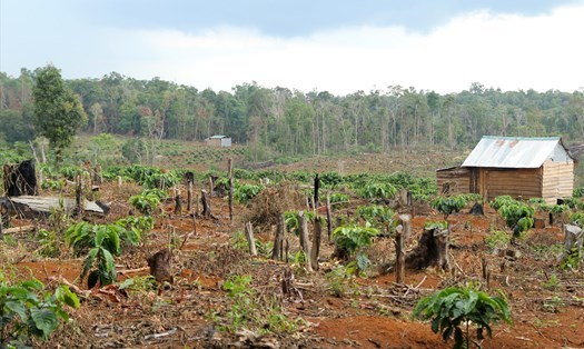 Một diện tích đất rừng bị lấn chiếm để làm rẫy ở Đắk Nông. Ảnh: P.T.