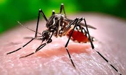Phú Yên: Ghi nhận ca tử vong đầu tiên do bệnh sốt xuất huyết. Ảnh minh họa