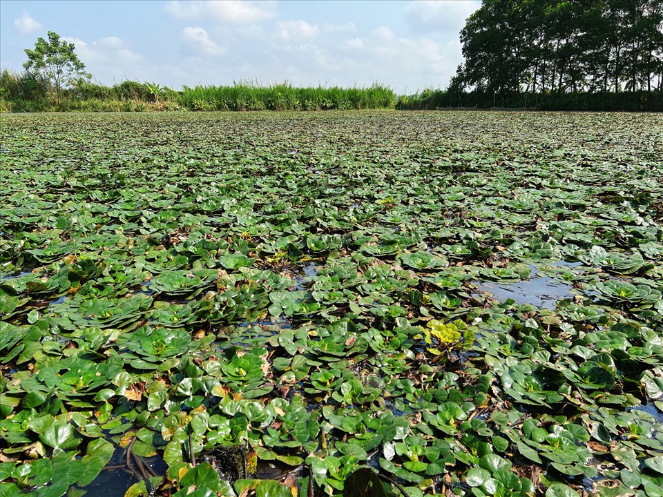 Màu xanh bạt ngàn của cây ấu phủ kín mặt ao, ruộng.