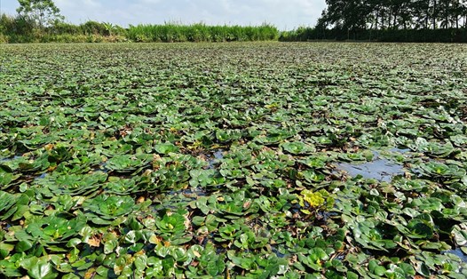 Màu xanh bạt ngàn của cây ấu phủ kín mặt ao, ruộng.
