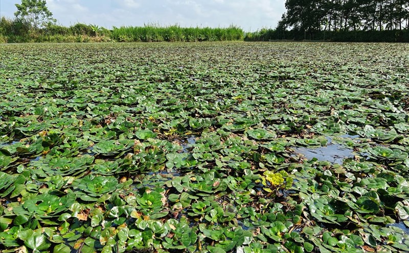 Màu xanh bạt ngàn của cây ấu phủ kín mặt ao, ruộng.