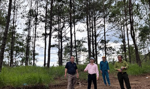 Ông Trần Đức Công, Chủ tịch UBND huyện Di Linh trực tiếp đi kiểm tra rừng ở trên địa bàn. Ảnh: Ngọc Ngà