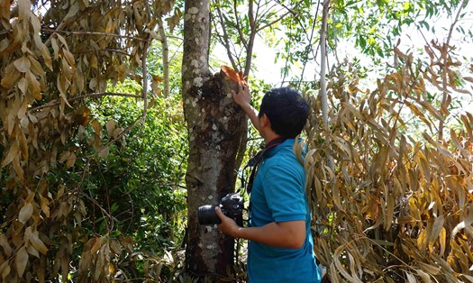 Vụ khai thác cây rừng trong khu di tích Ghềnh Ráng: Yêu cầu Chủ tịch phường rút kinh nghiệm.