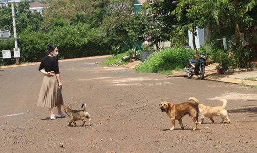 Tình trạng chó, mèo thả rông nhưng không được rọ mõ còn khá phổ biến ở Đắk Lắk. Ảnh: T.D