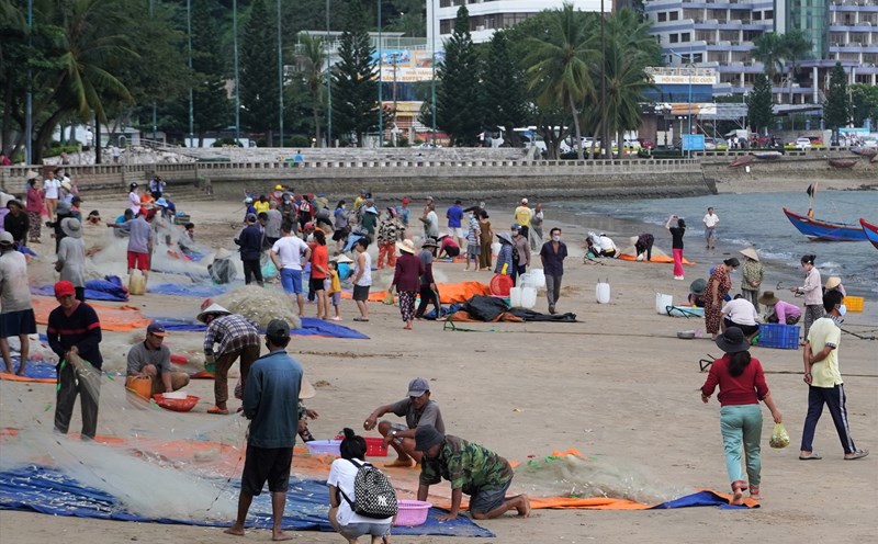 Ngư dân và người dân, du khách nhộn nhịp trên một góc bãi biển mùa thu hoạch cá mai.