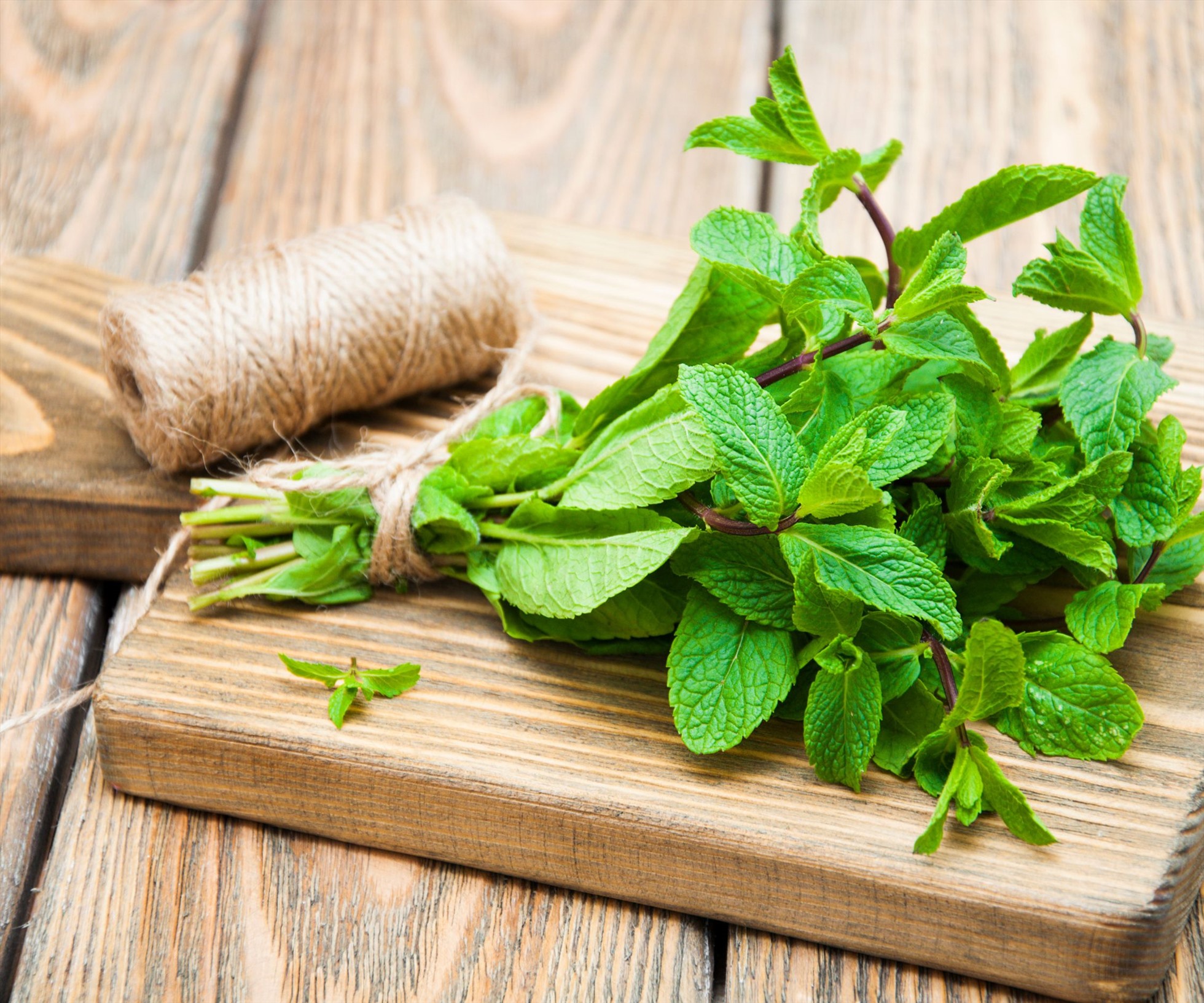 5 lợi ích sức khỏe của lá bạc hà