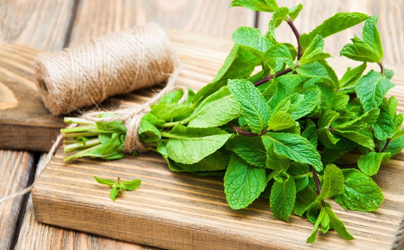 5 lợi ích sức khỏe của lá bạc hà