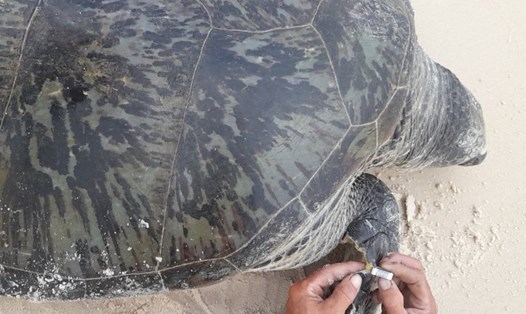 Cá thể rùa biển được gắn thẻ định danh trước khi thả về môi trường tự nhiên. Ảnh: CH.