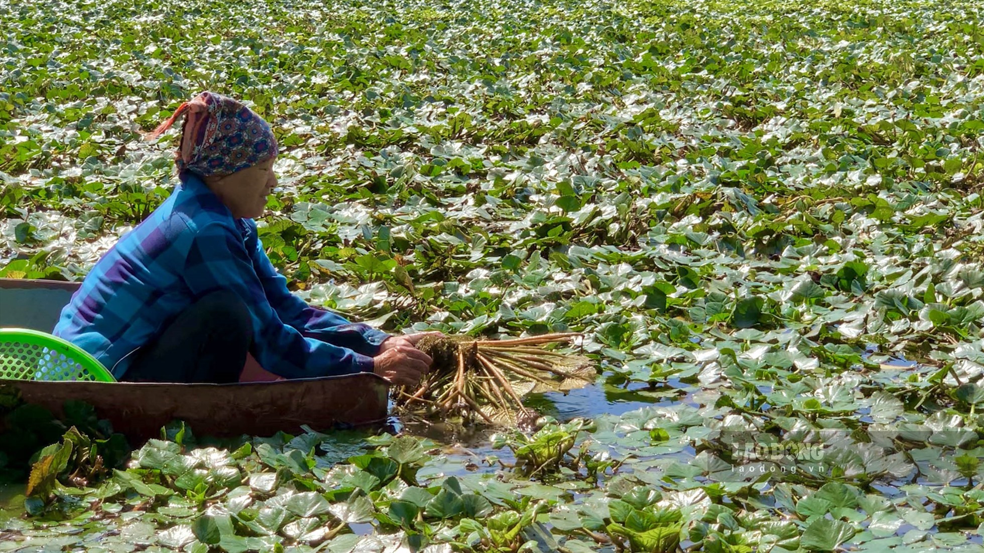 Mưu sinh trong đêm với những gánh hàng rau