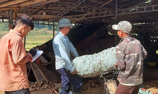 Hàng nghìn tấn củ dong riềng của nông dân Điện Biên bán không ai mua vì các cơ sở chế biến dong riềng bị yêu cầu đóng cửa. Ảnh: Văn Thành Chương.