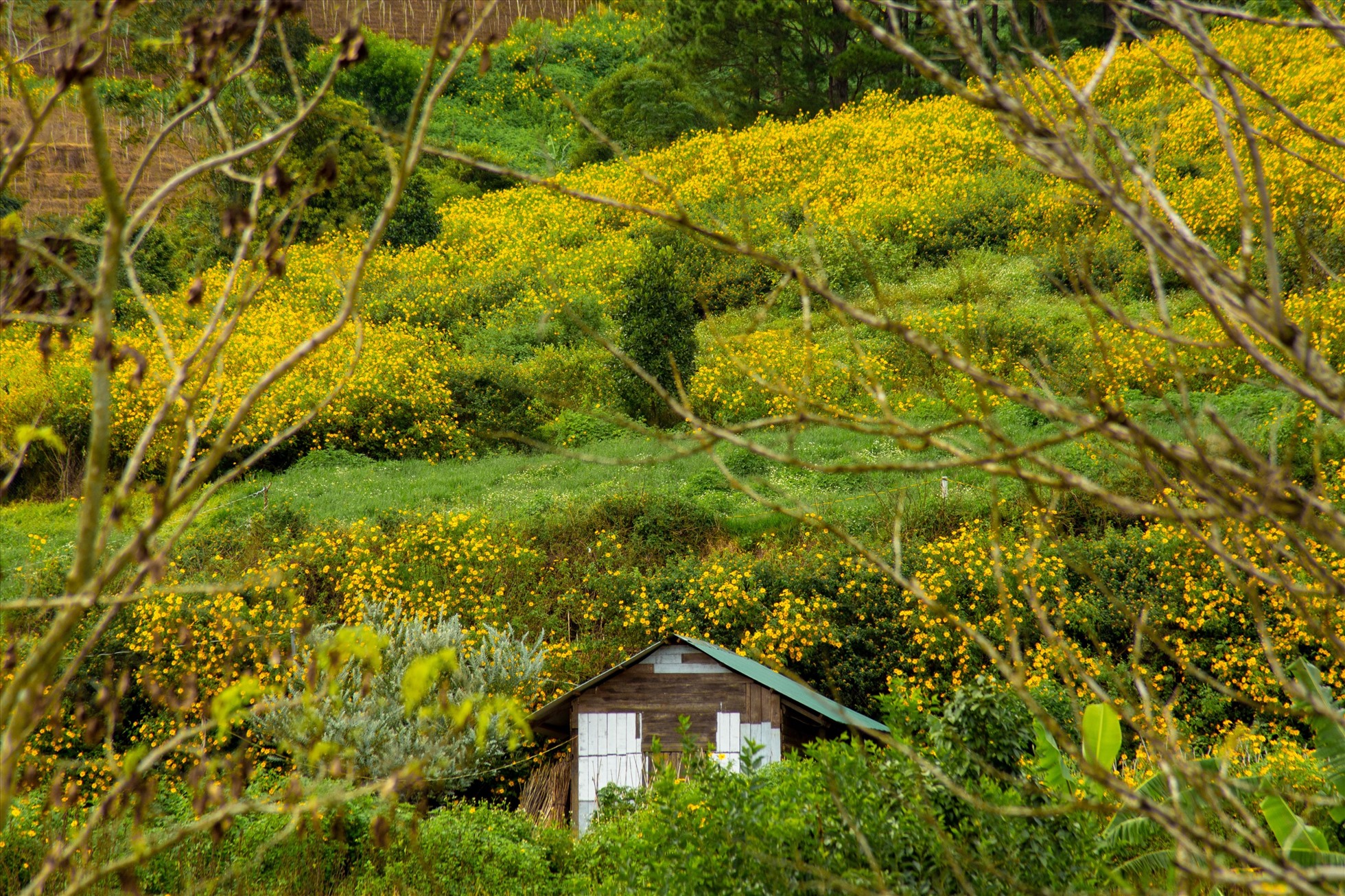 Khung cảnh nên thơ ở những đồi hoa vàng Tây Nguyên. Ảnh: Hồ Quốc