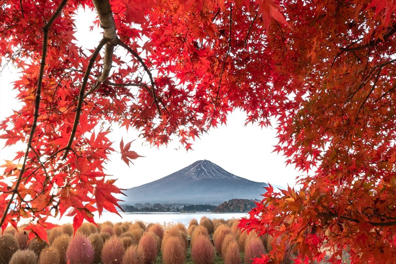 Đẹp mê hồn mùa lá đỏ dưới chân núi Phú Sĩ, Nhật Bản