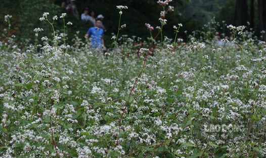 Vườn hoa tam giác mạch rộng hơn 1.000m2 tại Khu du lịch sinh thái Thung Nham (Ninh Bình) đang vào mùa nở rộ. Ảnh: NT