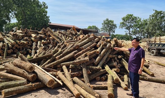 Ông Đỗ Văn Hải - Giám đốc DN Hải Oanh cho hay, do nhu cầu cao, giá gỗ nguyên liệu dăm đang tăng mạnh. Ảnh: Vũ Long