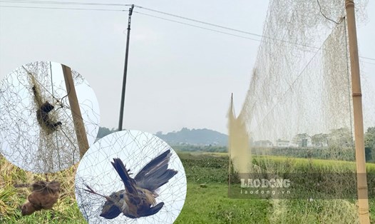 Nhiều con chim trời mắc lưới bị bỏ quên đến chết, lơ lửng giữa trời. Ảnh: Kiên Nguyễn
