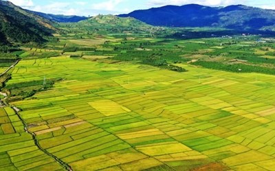 Mùa vàng trên Tây Nguyên. Ảnh: TTXVN