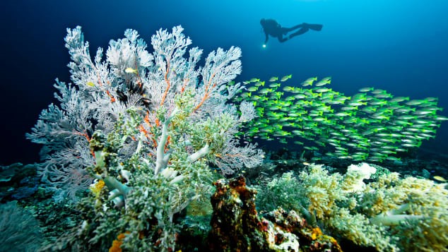 Hệ sinh thái ở quần đảo Raja Ampat của Indonesia. Ảnh: CNN