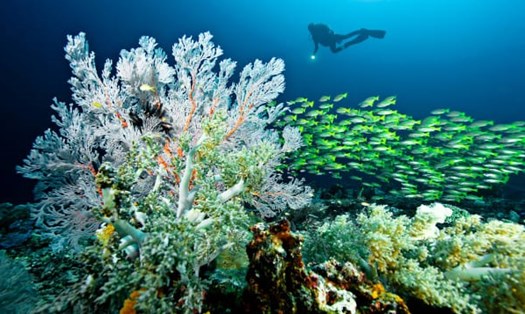 Hệ sinh thái ở quần đảo Raja Ampat của Indonesia. Ảnh: CNN