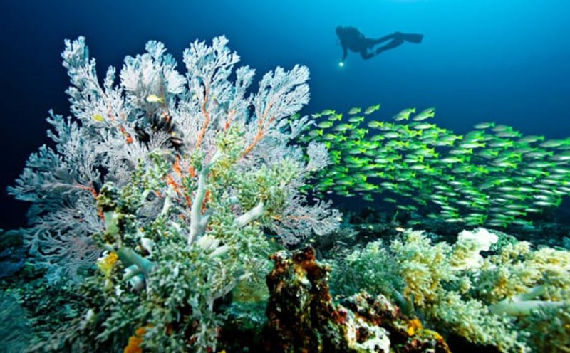 Hệ sinh thái ở quần đảo Raja Ampat của Indonesia. Ảnh: CNN