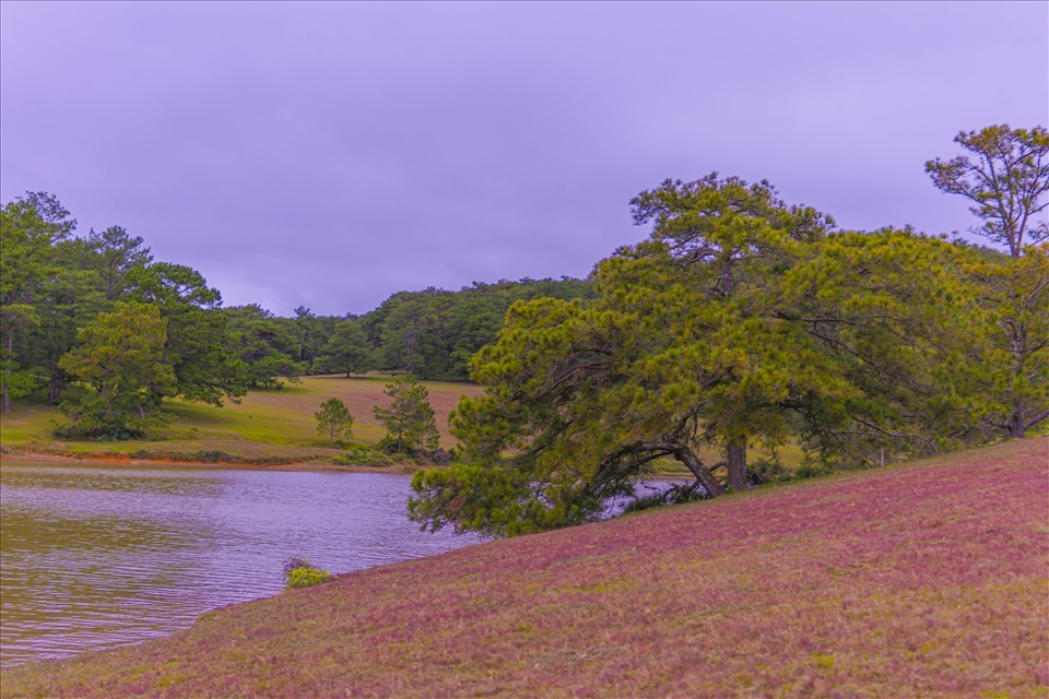 Đà Lạt hiện nay có 2 đồi cỏ hồng đẹp nhất là ở khu vực Suối Vàng và khu du lịch Thung Lũng Vàng. Ảnh: Trần Hữu Tưởng