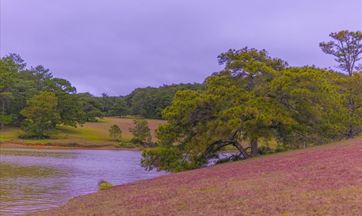 Đà Lạt hiện nay có 2 đồi cỏ hồng đẹp nhất là ở khu vực Suối Vàng và khu du lịch Thung Lũng Vàng. Ảnh: Trần Hữu Tưởng