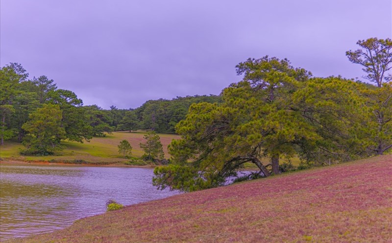 Đà Lạt hiện nay có 2 đồi cỏ hồng đẹp nhất là ở khu vực Suối Vàng và khu du lịch Thung Lũng Vàng. Ảnh: Trần Hữu Tưởng