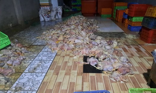 Hiện trường cơ sở giết mổ gà chết ở phường Trảng Dài, TP Biên Hoà. Ảnh: Hà Anh Chiến