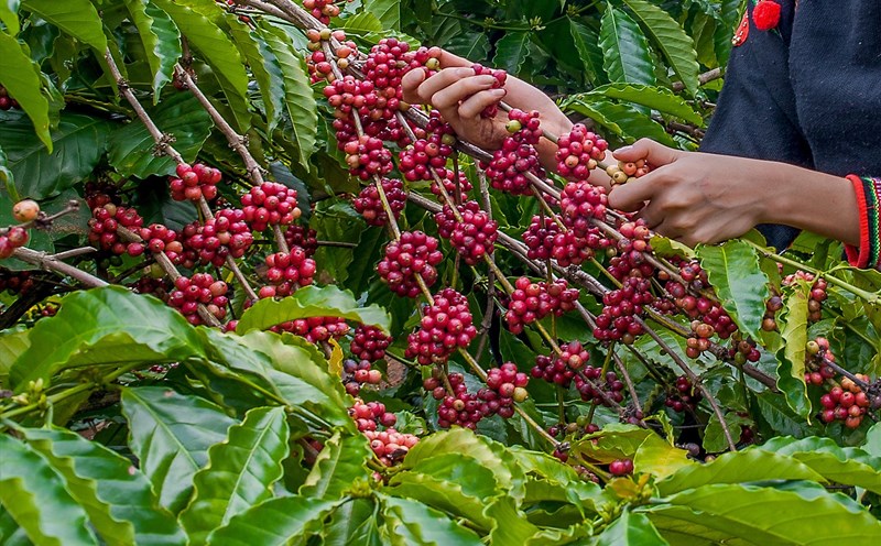 Đắk Nông: Vừa vất vả thu hoạch, vừa căng thẳng canh trộm... cà phê