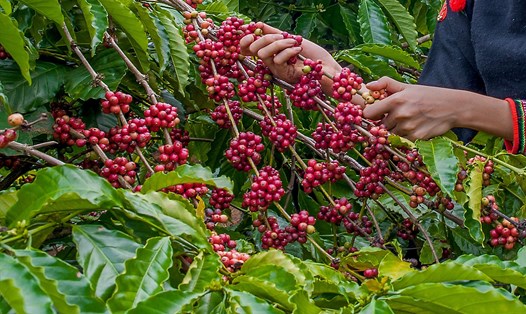 Người nông dân và doanh nghiệp ở Đắk Nông đã chú trọng đến việc sản xuất cà phê chất lượng cao để xây dựng thương hiệu. Ảnh: Phan Tuấn