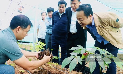 Ông Trần Tiến Dũng - Chủ tịch UBND tỉnh Lai Châu kiểm tra nhà màng trồng Sâm chuẩn bị cho sự kiện Hội chợ Sâm Lai Châu. Ảnh: PV