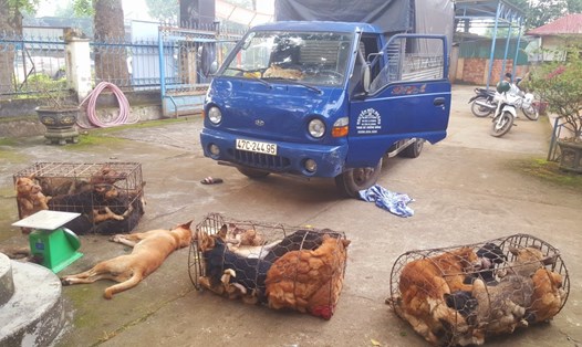 Sau khi bị Cảnh sát giao thông phát hiện, các đối tượng trộm cắp đã bỏ lại xe tải và 28 cá thể chó ở trong xe. Ảnh: C.C.