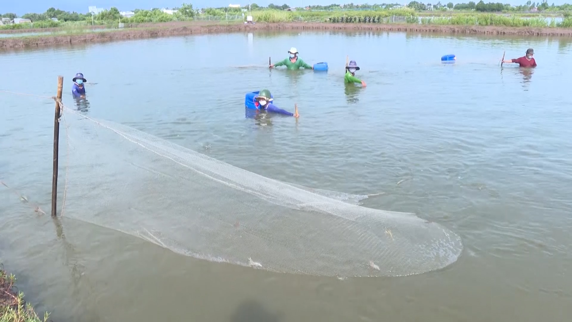 Nông dân Bạc Liêu thu hoạch tôm bán thâm canh