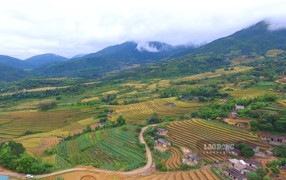 Màu vàng óng ả của lúa chín rộ trên những thửa ruộng bậc thang tại huyện Bình Liêu (Quảng Ninh). Ảnh: Đoàn Hưng