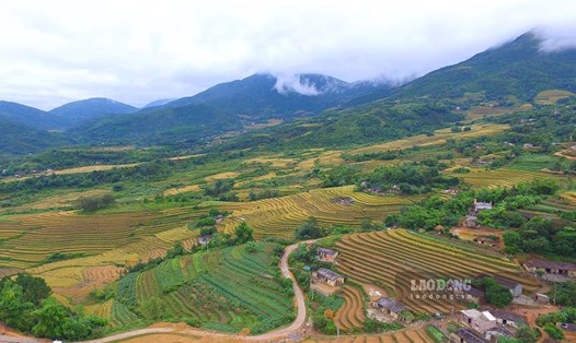 Màu vàng óng ả của lúa chín rộ trên những thửa ruộng bậc thang tại huyện Bình Liêu (Quảng Ninh). Ảnh: Đoàn Hưng