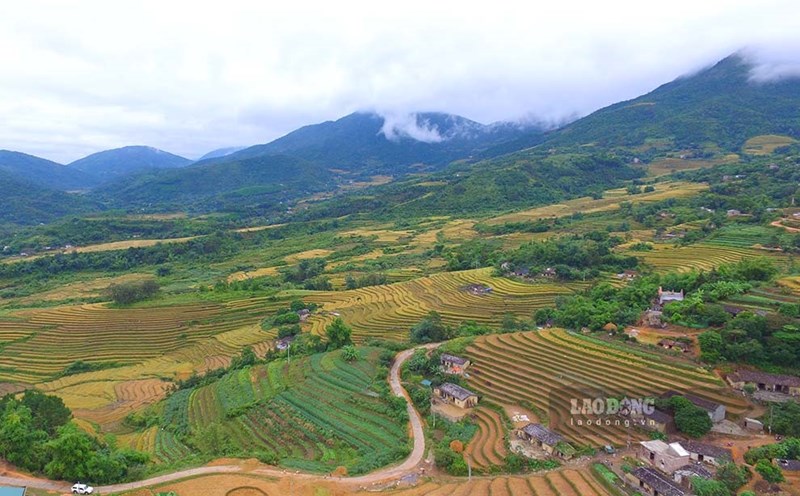 Màu vàng óng ả của lúa chín rộ trên những thửa ruộng bậc thang tại huyện Bình Liêu (Quảng Ninh). Ảnh: Đoàn Hưng