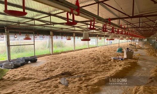 Dãy chuồng trại chăn nuôi gà hiện đang bỏ không tại xã Lam Sơn, huyện Tam Nông. Ảnh: Tô Công.