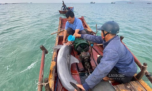 Giải cứu cá heo mắc cạn trên vùng biển Cô Tô. Ảnh: PV Thu Báu - Trung tâm TTVH Cô Tô cung cấp