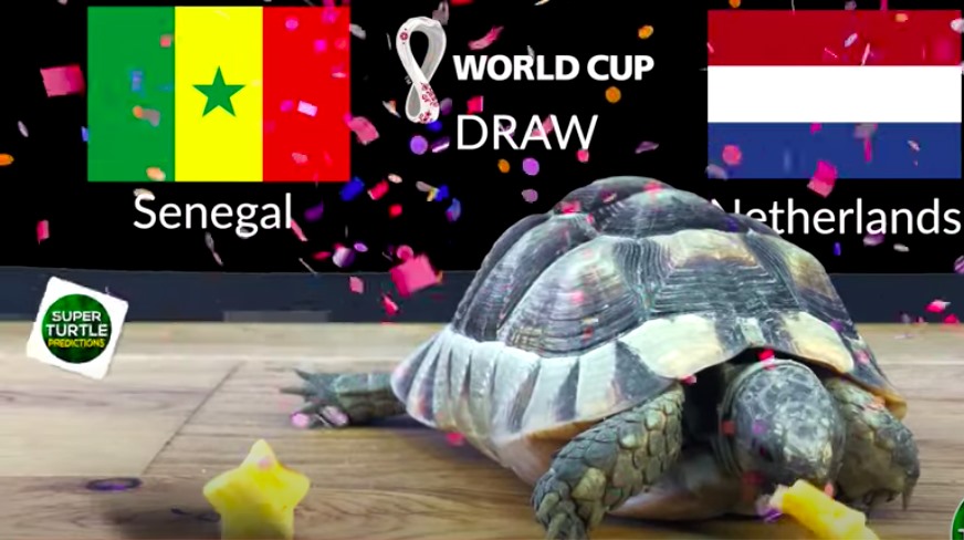 Dự đoán vui World Cup: Mèo, đại bàng, rùa dự đoán trận Senegal vs Hà Lan