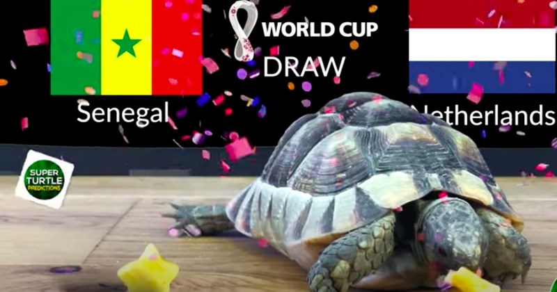 Dự đoán vui World Cup: Mèo, đại bàng, rùa dự đoán trận Senegal vs Hà Lan