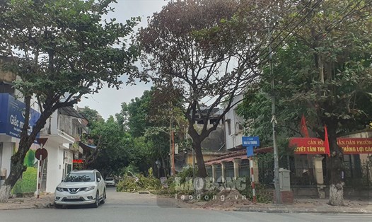 Cây long não già quý hiếm chết bất thường trên phố ở Thái Bình khiến người dân tiếc nuối. Ảnh: Trung Du