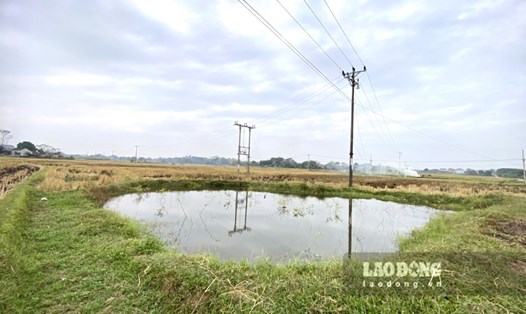 Sáng 22.11, theo ghi nhận của PV Báo Lao Động, hàng loạt lưới bẫy chim tại TT.Hương Sơn, huyện Phú Bình đã được tháo gỡ. Ảnh: Kiên Nguyễn