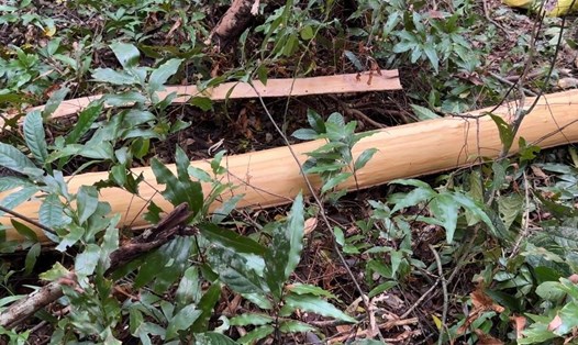 Hạt Kiểm lâm Vườn Quốc gia Phú Quốc đã lập biên bản, tiếp tục điều tra và giám định loại cây bị chặt phá. Ảnh: Hạt kiểm lâm